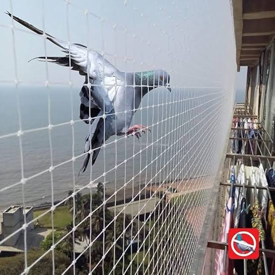 Bird Net Services in Ahmedabad